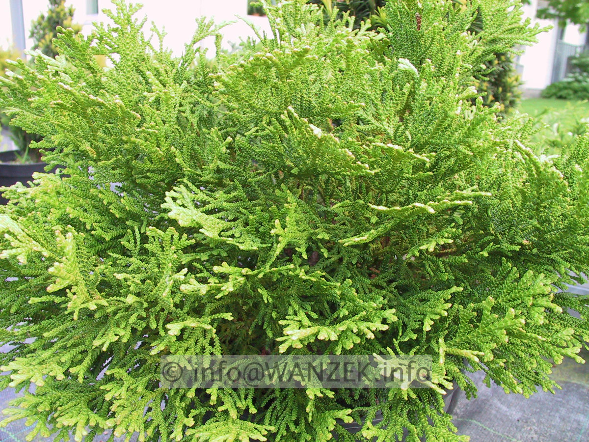 Thujopsis dolabrata Minima 03.JPG